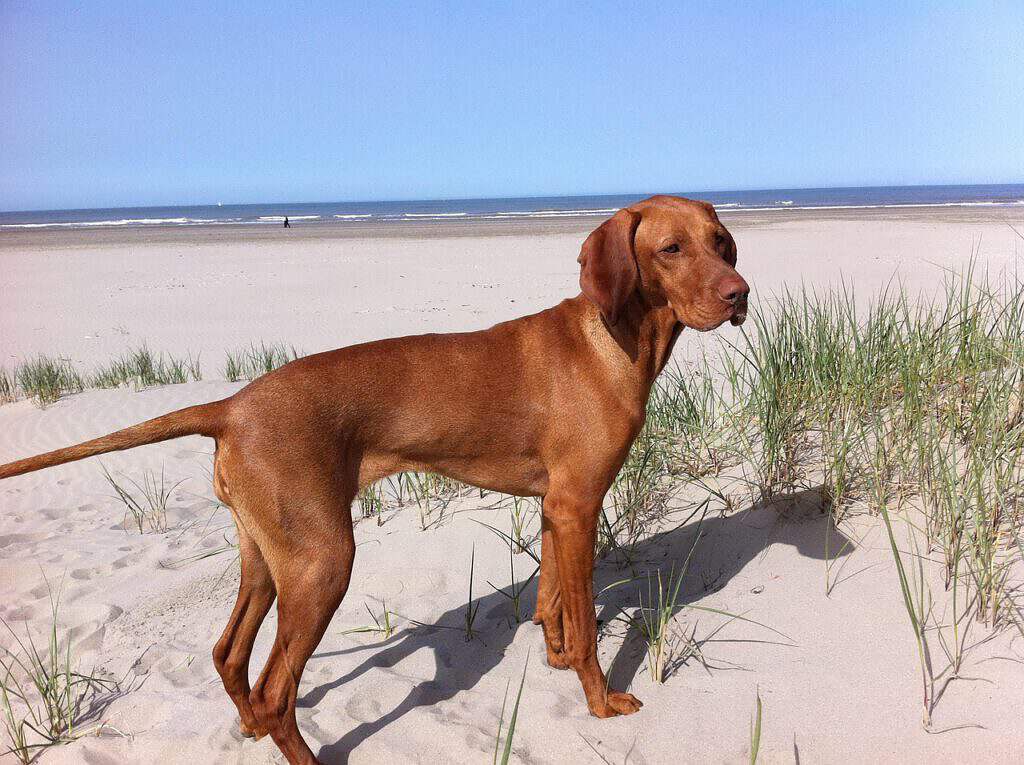 unsere Kunden am Strand