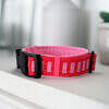 Hundehalsband rosa rot gestreift